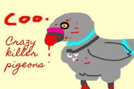 crazy killer pigeons